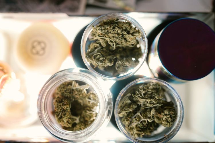 Der Unterschied zwischen Cannabis Sativa, Indica und Ruderalis