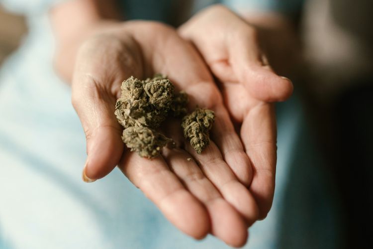 Autoflowering und Hybride Cannabis-Sorten: Eine grüne Revolution